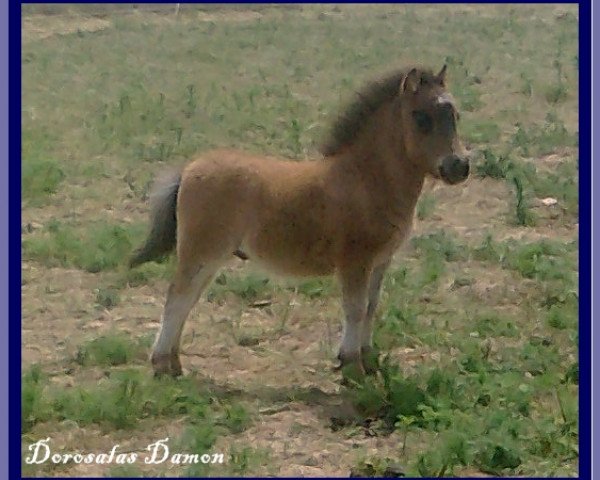 horse Dorosalas Damon (Shetland pony (under 87 cm), 2011, from Dressman B)