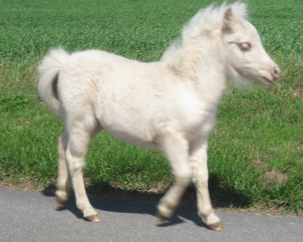 Zuchtstute Dorosalas Latoya (Dt.Part-bred Shetland Pony, 2010, von Wantsley Barnaby)