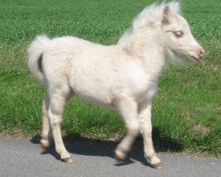 broodmare Dorosalas Latoya (Dt.Part-bred Shetland pony, 2010, from Wantsley Barnaby)