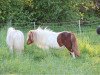 Zuchtstute Pandora vom Försterberg (Shetland Pony (unter 87 cm), 2013, von Lucky v.d. Halve Maan)