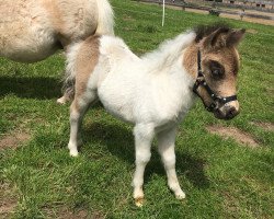 Pferd Dorosalas Yoshi (Shetland Pony (unter 87 cm), 2020, von Yago von der Klia)