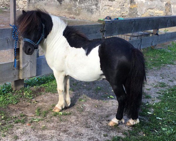 Deckhengst Yago von der Klia (Shetland Pony (unter 87 cm), 2015, von Yankee v. stal Ankeveen)