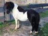 stallion Yago von der Klia (Shetland pony (under 87 cm), 2015, from Yankee v. stal Ankeveen)