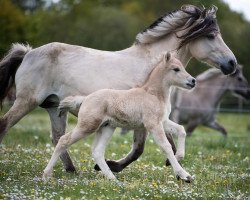 horse Huddelhofs Pan (Fjord Horse, 2020, from Pirke)