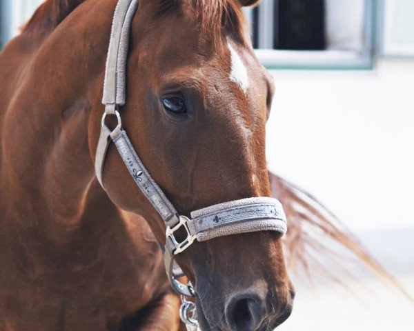 broodmare Cœur de la Fille (Hanoverian, 2005, from Crazy Classic)