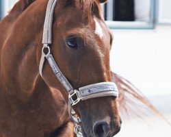 broodmare Cœur de la Fille (Hanoverian, 2005, from Crazy Classic)