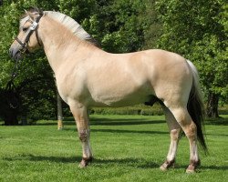 stallion Hjorthøjs Ocean (Fjord Horse, 2008, from Kneist Skovå)