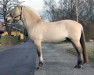 stallion Dalargutt N.2595 (Fjord Horse, 1997, from Dalar N.2120)