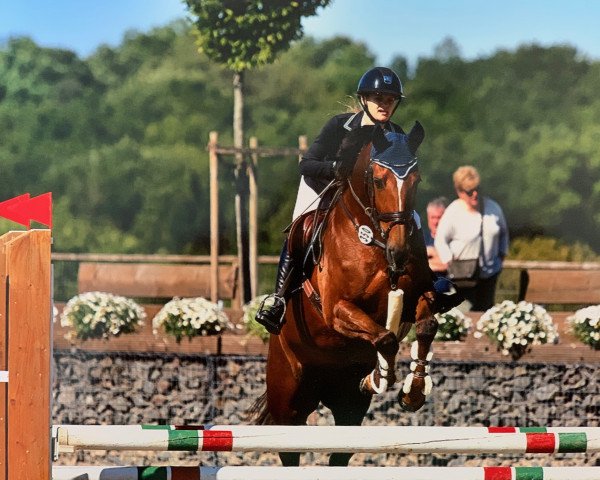 jumper First Class CS (KWPN (Royal Dutch Sporthorse), 2010, from Uphill)