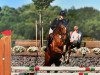jumper First Class CS (KWPN (Royal Dutch Sporthorse), 2010, from Uphill)