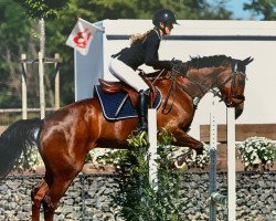 jumper First Class CS (KWPN (Royal Dutch Sporthorse), 2010, from Uphill)