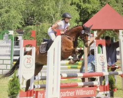 dressage horse Strolch 249 (German Riding Pony, 2008)