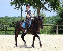 dressage horse Schlumberger (Rhinelander, 2011, from Sir Donnerhall I)