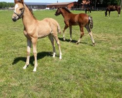 dressage horse Stute von Dating AT x Dumbledore AT (German Riding Pony, 2020, from Dating AT NRW)