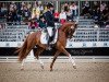 stallion Steendieks Candillo (German Riding Pony, 2014, from FS Chambertin)