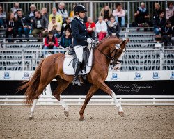 stallion Steendieks Candillo (German Riding Pony, 2014, from FS Chambertin)