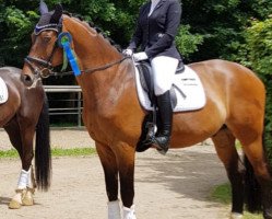 jumper Fighting Friend (Oldenburg show jumper, 2005, from Feuerwerk)