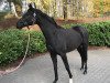 broodmare Royal Grace (Oldenburg, 2016, from Royal Court)