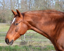 broodmare Quilara 5 (German Sport Horse, 2007, from Quaterman I)