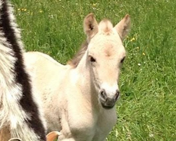 dressage horse Kjell (Fjord Horse, 2015, from Kelvin)