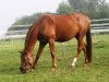 dressage horse Savina (German Sport Horse, 2015, from Sanssouci)