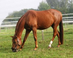 dressage horse Savina (German Sport Horse, 2015, from Sanssouci)