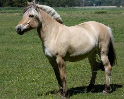 broodmare Stüv's Henja (Fjord Horse, 2014, from Björn vom Siebendörfermoor)