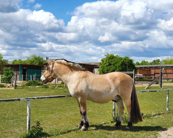 Pferd Dalbjörn (Fjordpferd, 1990, von Dino)