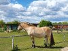 Pferd Dalbjörn (Fjordpferd, 1990, von Dino)