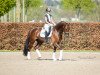 dressage horse Days of Joy (Oldenburg, 2013, from Damon Hill)