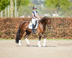 dressage horse Days of Joy (Oldenburg, 2013, from Damon Hill)