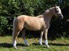 Dressurpferd Golden Princess N (Deutsches Reitpony, 2016, von Golden West NRW)