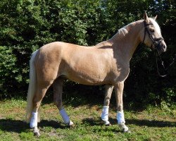 dressage horse Golden Princess N (German Riding Pony, 2016, from Golden West NRW)