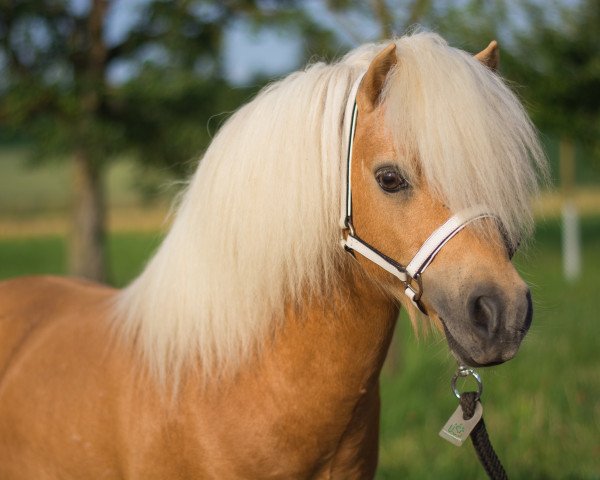 stallion Zanebono Vacare (Shetland pony (under 87 cm), 2006, from Kerswell Cloud)