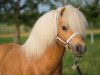 stallion Zanebono Vacare (Shetland pony (under 87 cm), 2006, from Kerswell Cloud)