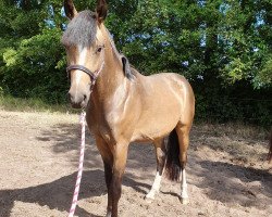 dressage horse Durm 2.0 RB (Westphalian, 2018, from Diamond Touch NRW)