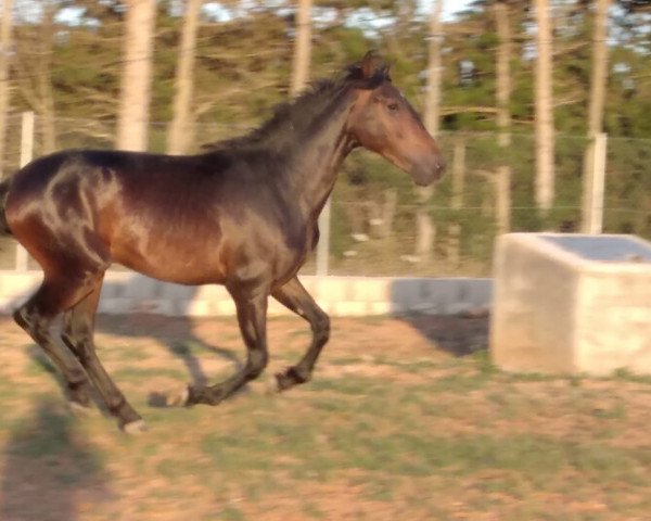 Pferd Rondeño (Pura Raza Espanola (PRE), 2018)