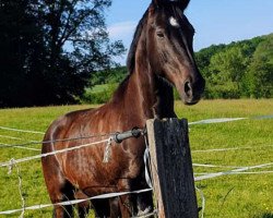 broodmare Alessa (Württemberger, 2003, from Alassio)