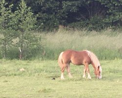 horse Palatinates Cassiopeiae (Palatine Ardennes, 2019, from Erdmann)