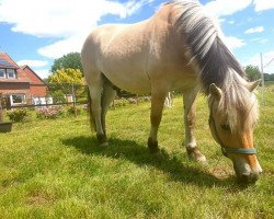 horse Jonny (Fjord Horse, 2002, from Hoptrup Jarl)