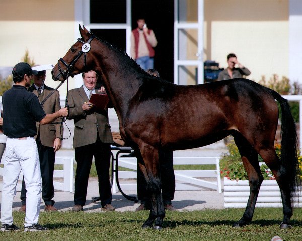 broodmare Shakira (Austrian Warmblood, 2002, from Contender)