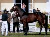 broodmare Shakira (Austrian Warmblood, 2002, from Contender)