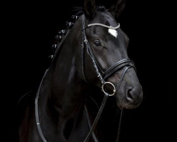 dressage horse Sokrates 141 (Hanoverian, 2012, from Sarkozy 3)