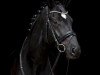 dressage horse Sokrates 141 (Hanoverian, 2012, from Sarkozy 3)