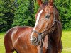 dressage horse Daylight D (Hanoverian, 2008, from Diamond Hit)