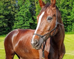 dressage horse Daylight D (Hanoverian, 2008, from Diamond Hit)