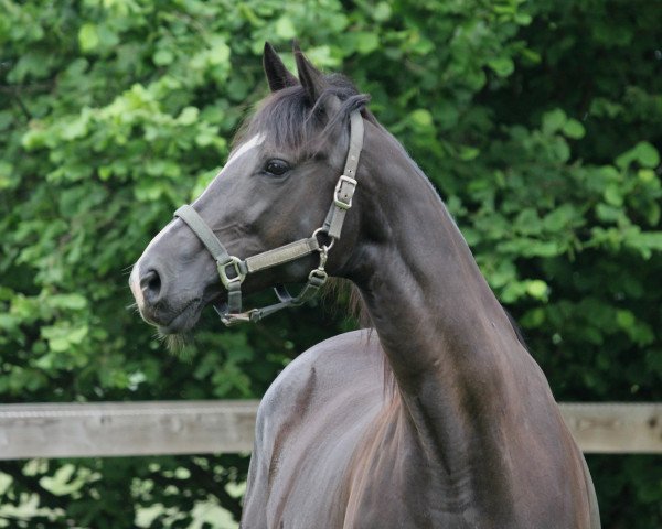 Zuchtstute Zhakira (KWPN (Niederländisches Warmblut), 2004, von Gribaldi)