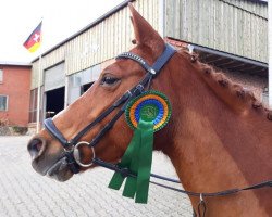 dressage horse Bronco 467 (German Riding Pony, 2005, from Desperado K)