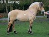 stallion Yordy (Fjord Horse, 2002, from Ohlsen Junior)