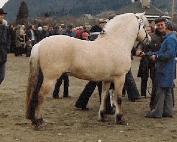 stallion Kviten N.1758 (Fjord Horse, 1972, from Ola Gik N.1703)